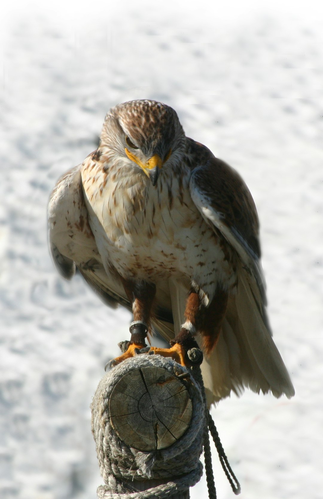 brown and white eagle on snow covered ground during daytime