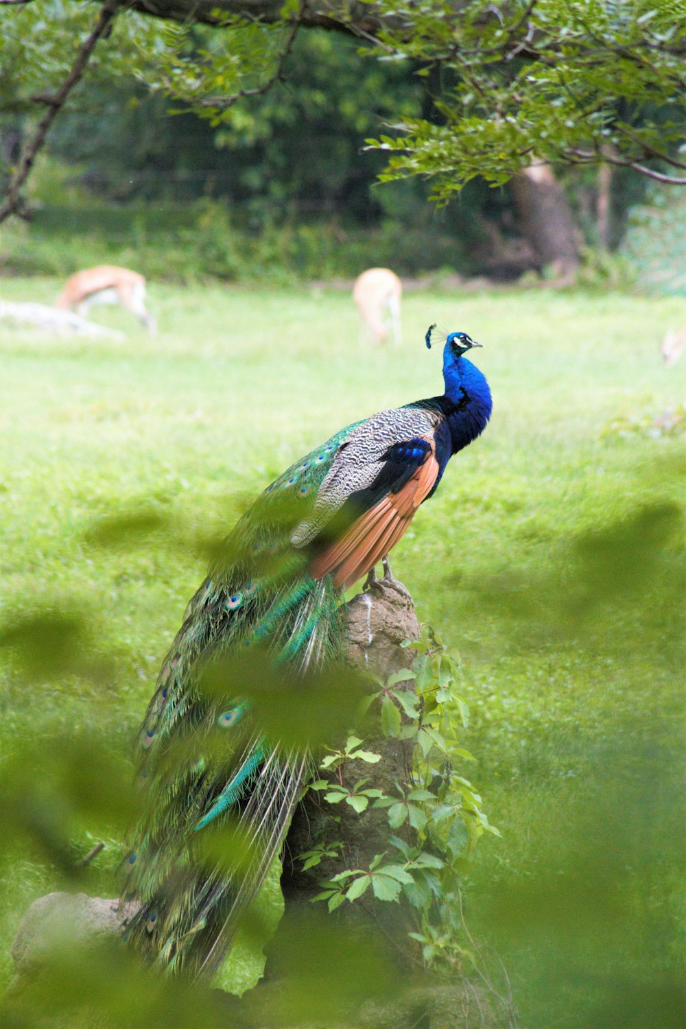 blue peacock on green grass during daytime