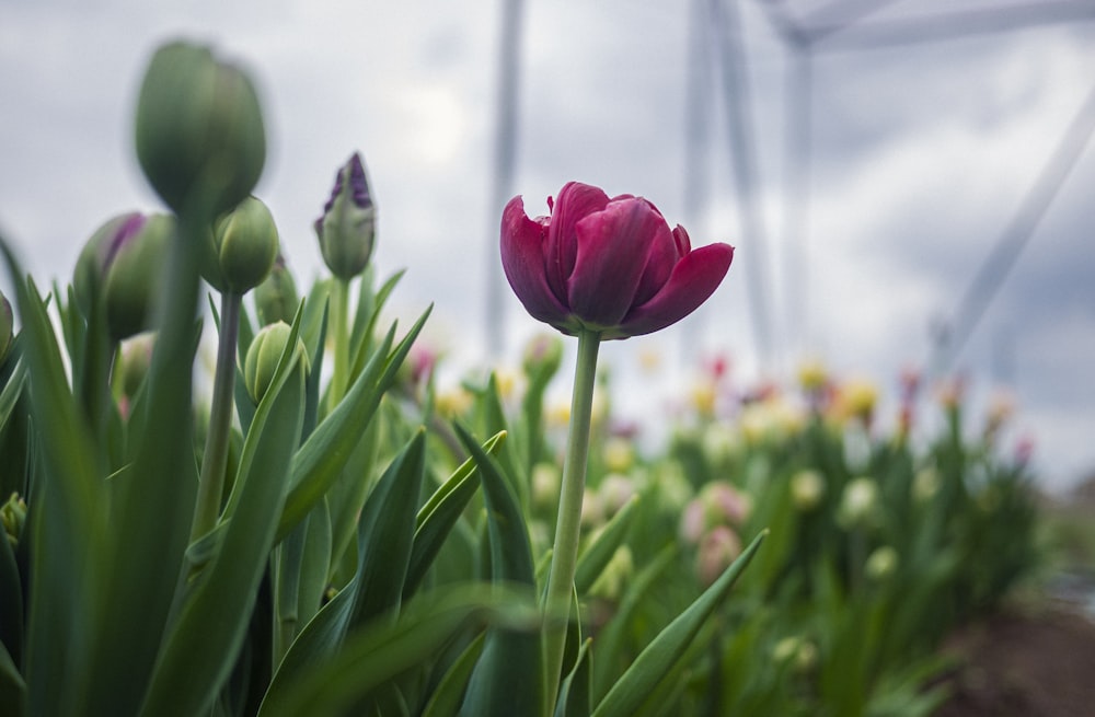 red tulip in bloom during daytime