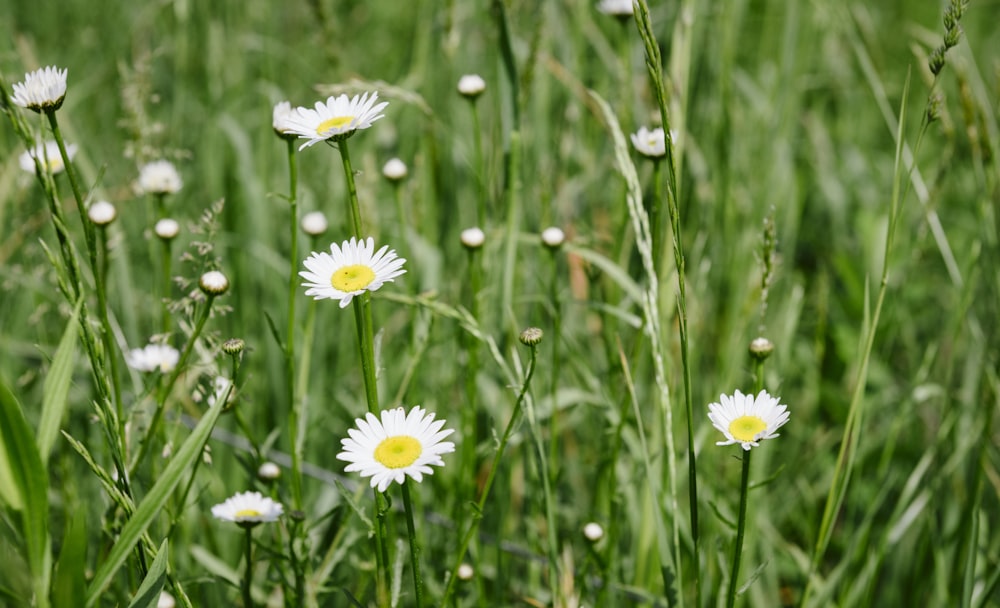 white daisy flowers in bloom during daytime