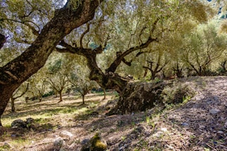 Olive trees with thick, gnarled trunks and a canopy of lush green leaves create a serene and picturesque landscape. Sunlight filters through the branches, casting dappled shadows on the ground, which is covered with small rocks and sparse grass.