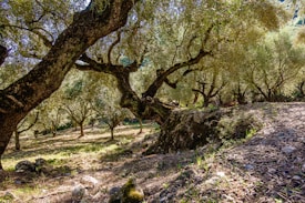 Olive trees with thick, gnarled trunks and a canopy of lush green leaves create a serene and picturesque landscape. Sunlight filters through the branches, casting dappled shadows on the ground, which is covered with small rocks and sparse grass.