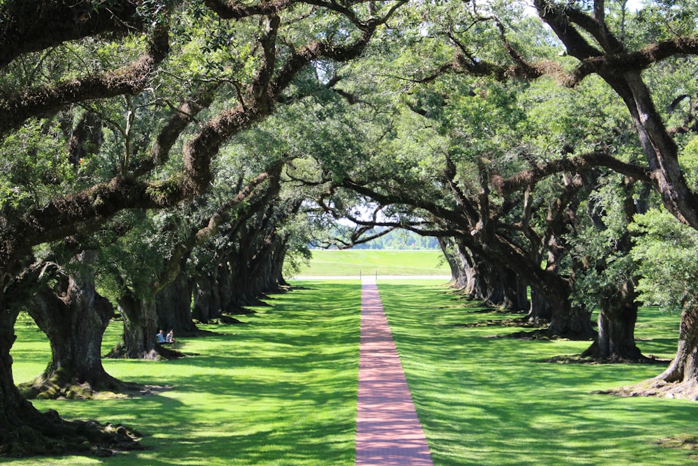 green grass pathway between trees during daytime