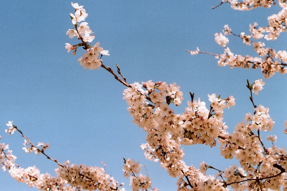 white cherry blossom under blue sky during daytime