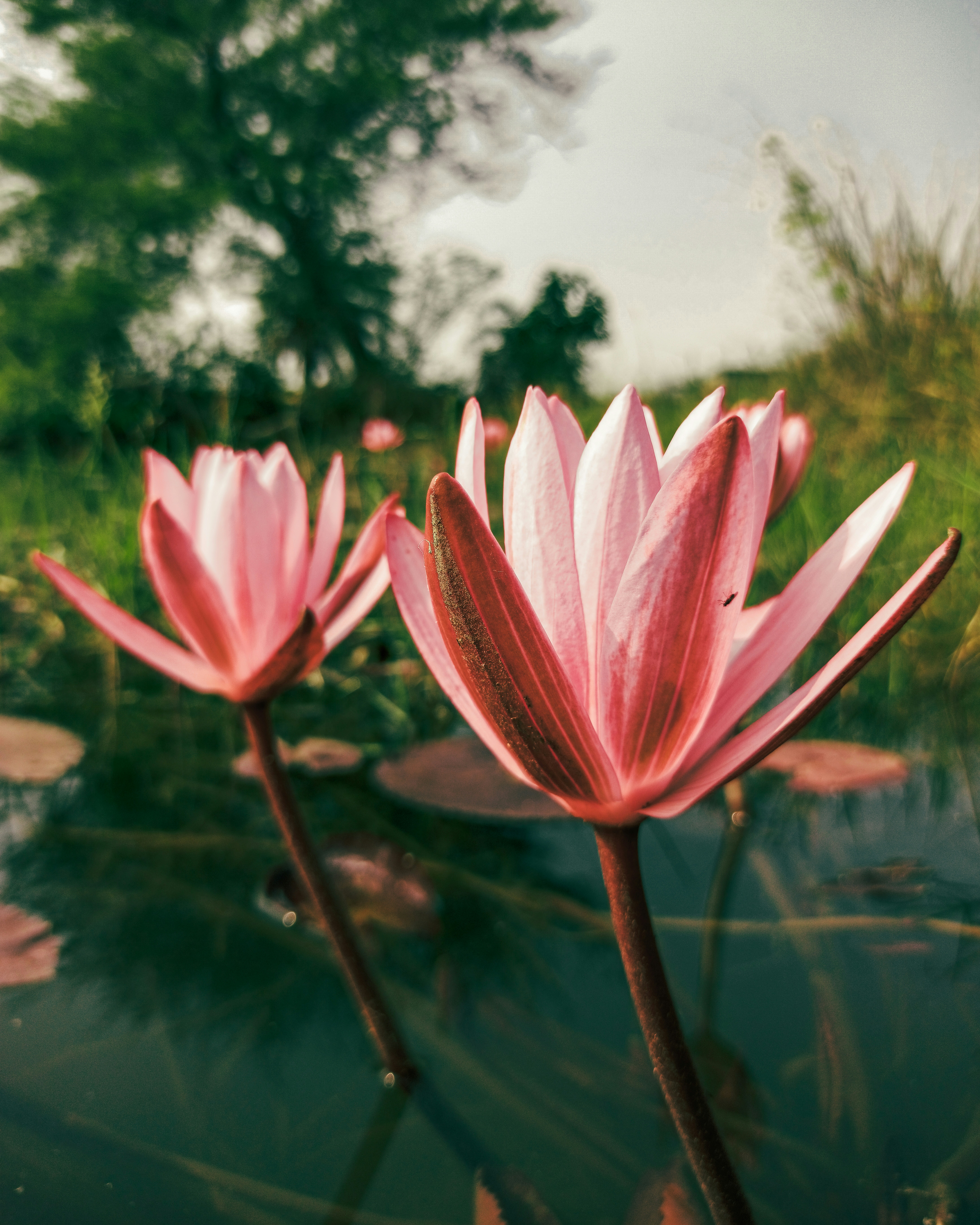 Pink lotus flower in bloom during daytime photo – Free Blossom Image on ...