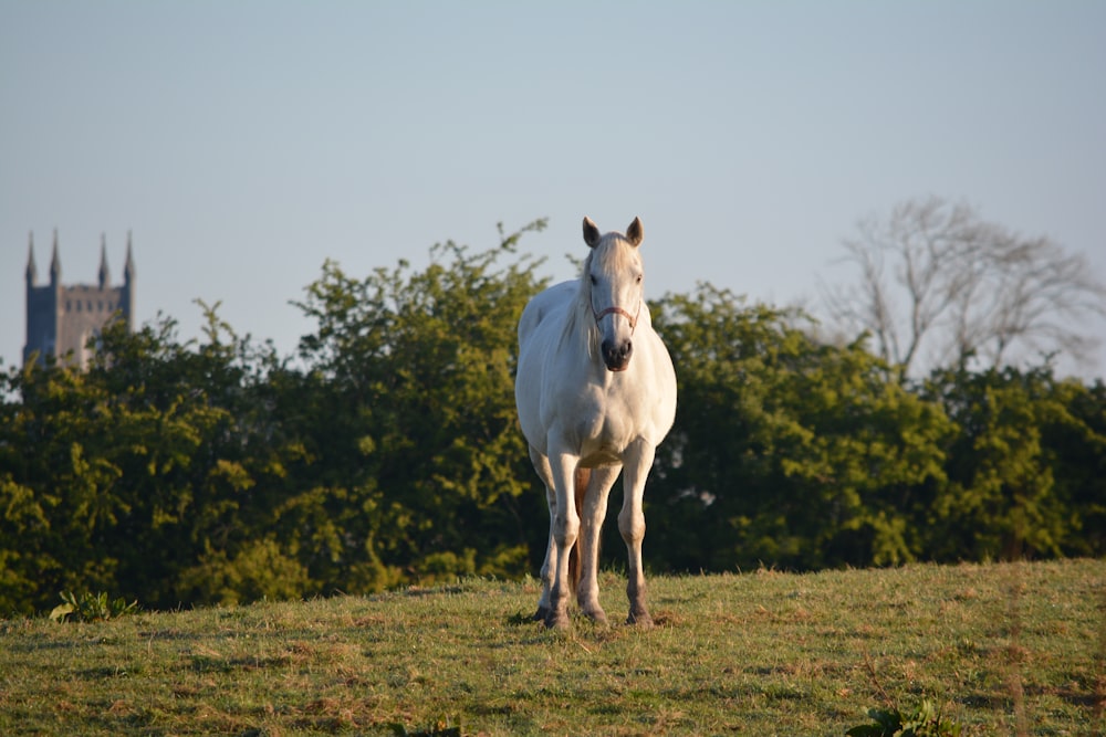 white horse on green grass field during daytime