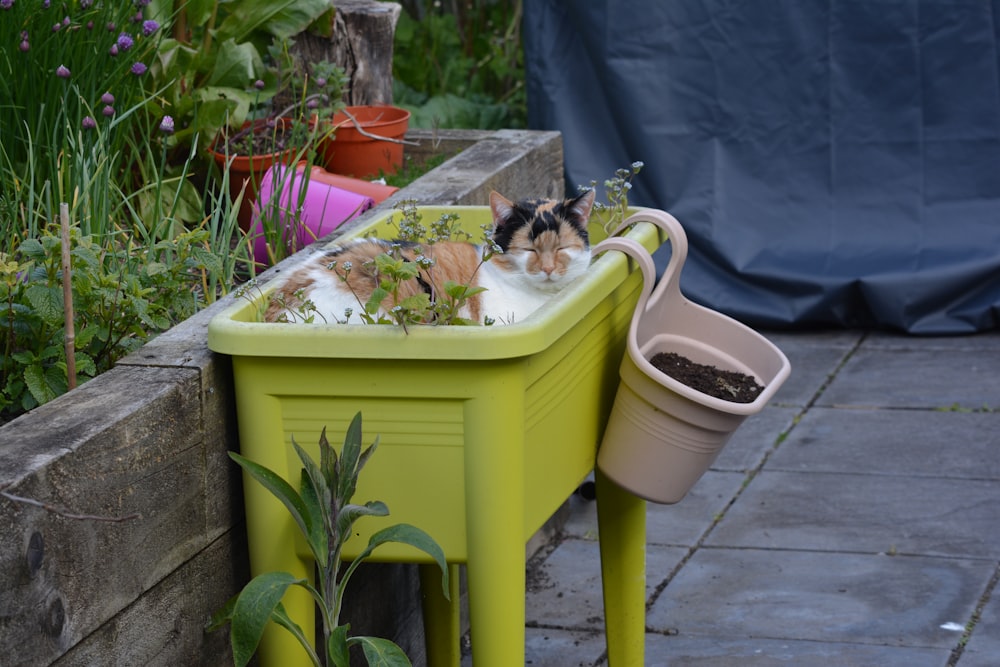 brown tabby cat on white plastic container