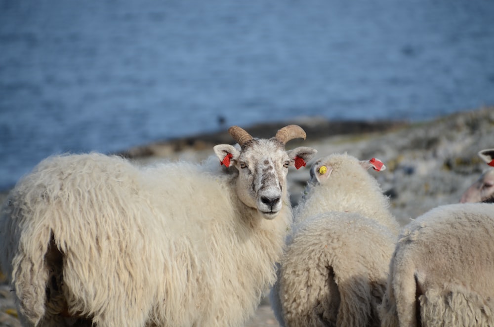 white sheep on green grass during daytime