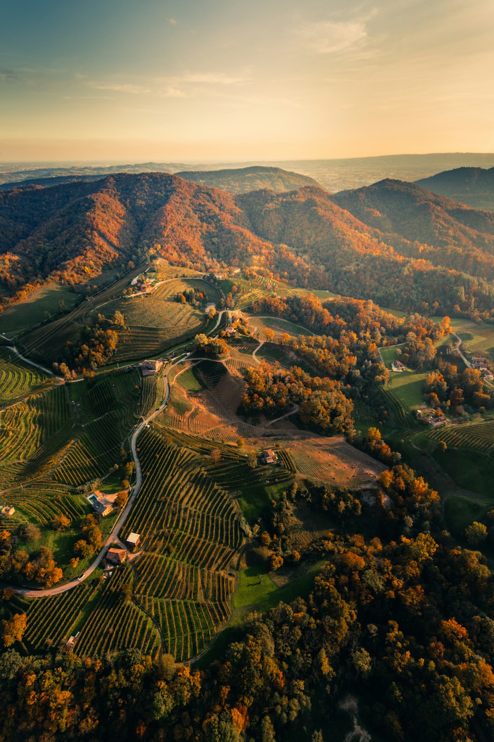 Vista aérea de un campo verde y árboles durante el día