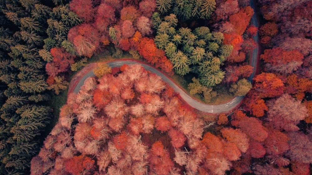 red and green leaves on brown soil