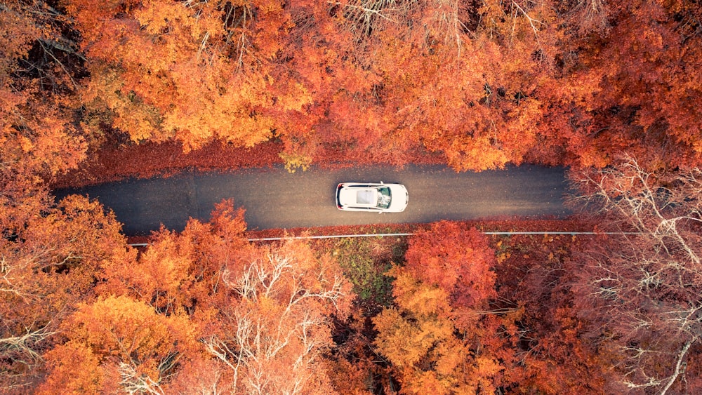 white car on road surrounded by trees