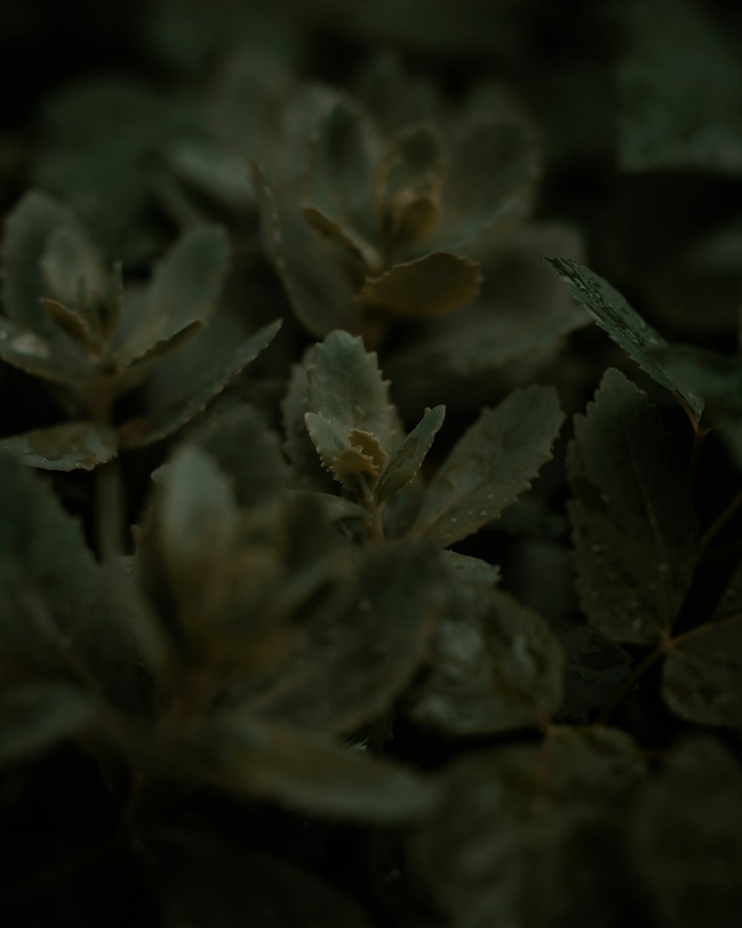 green and brown plant in close up photography