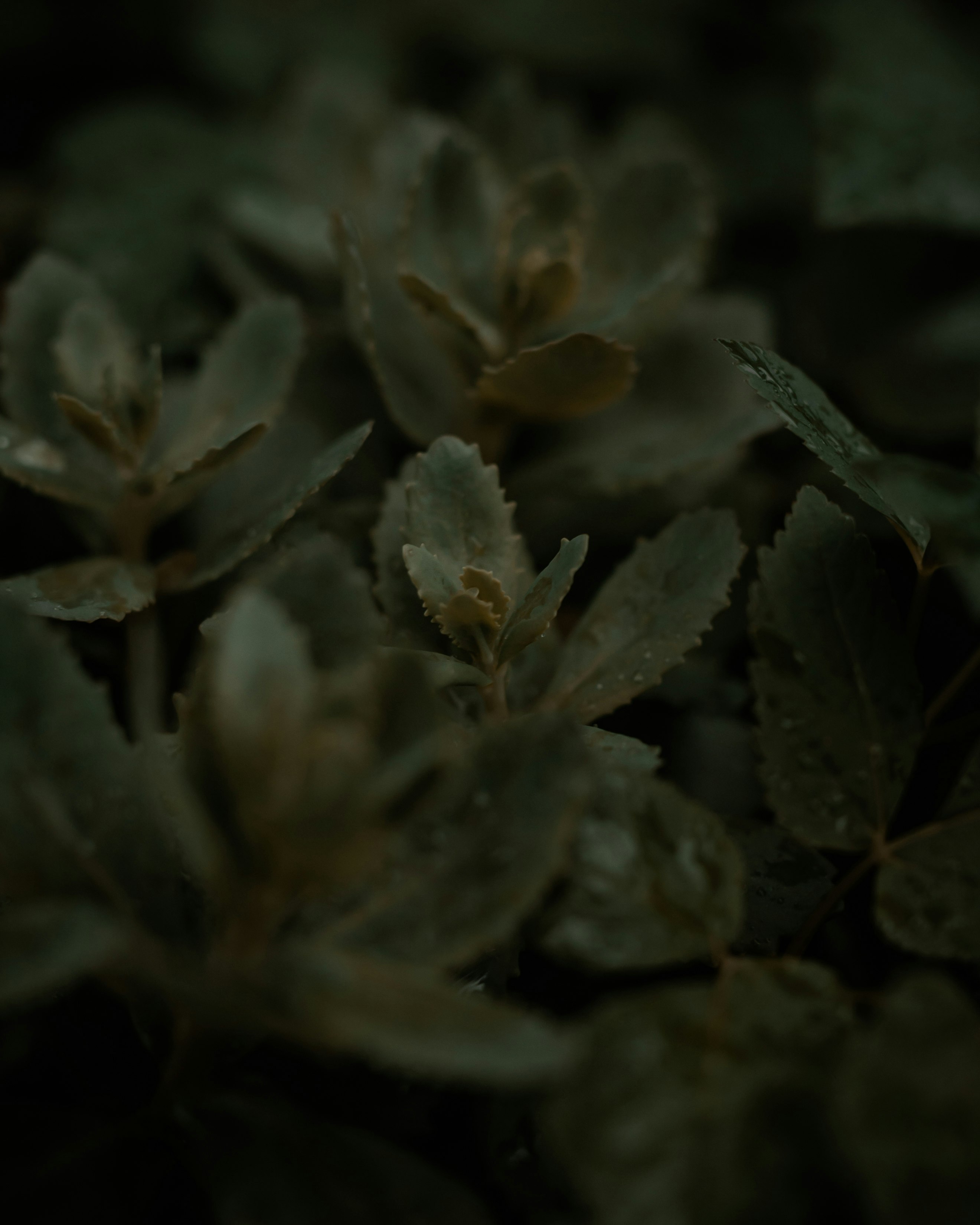 green and brown plant in close up photography