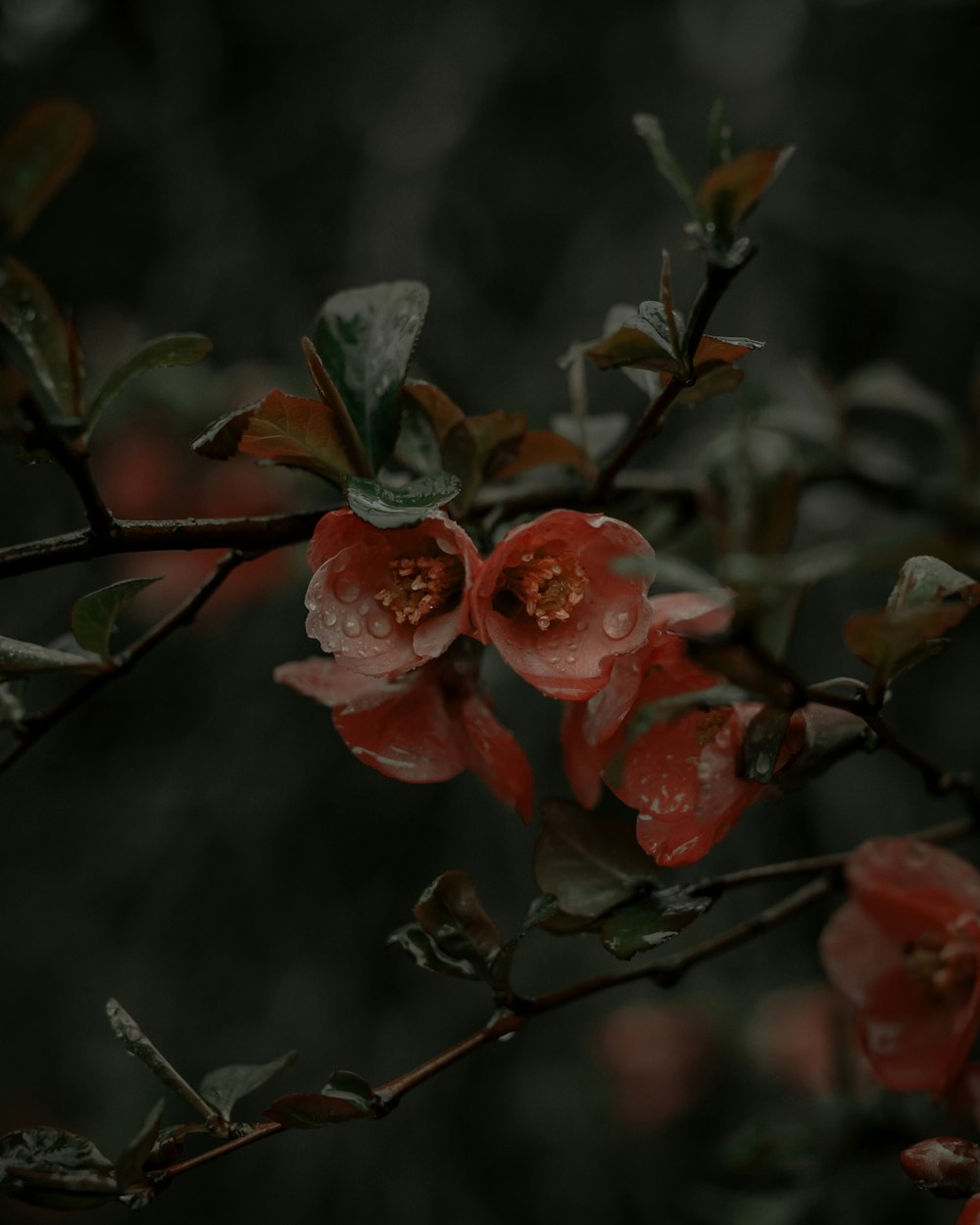 red flower in tilt shift lens