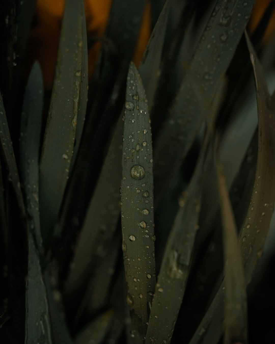 water droplets on green plant