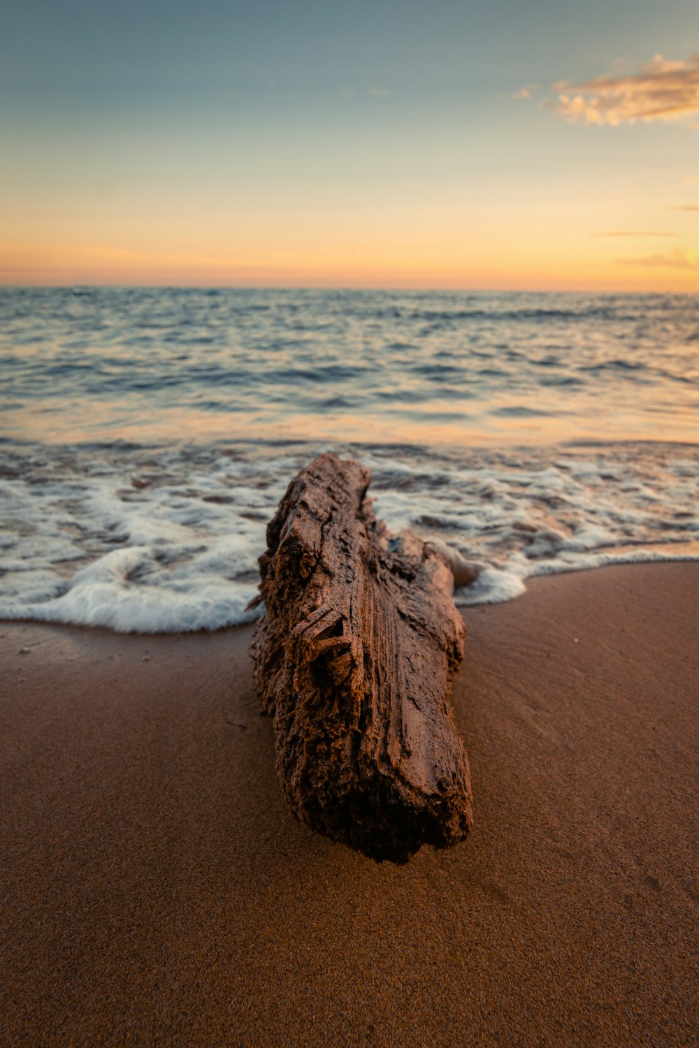 tronco marrom da árvore na costa da praia durante o dia