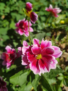 A vibrant pink and white flower wall backdrop set up at an outdoor wedding in Dubuque.