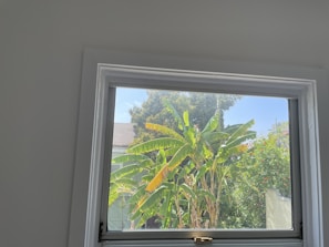 View of the homestay’s peaceful courtyard with tropical plants and sunlight filtering through leaves