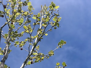 Branches of a tree with light green leaves reaching upwards against a clear blue sky. Small clusters of spherical fruits or seeds are visible on some branches.