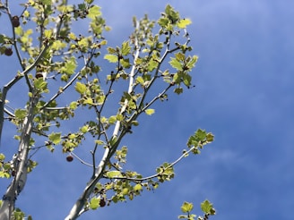 Branches of a tree with light green leaves reaching upwards against a clear blue sky. Small clusters of spherical fruits or seeds are visible on some branches.