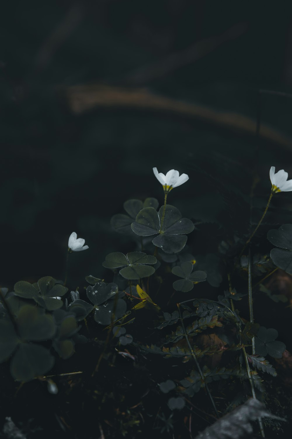 white flower with green leaves