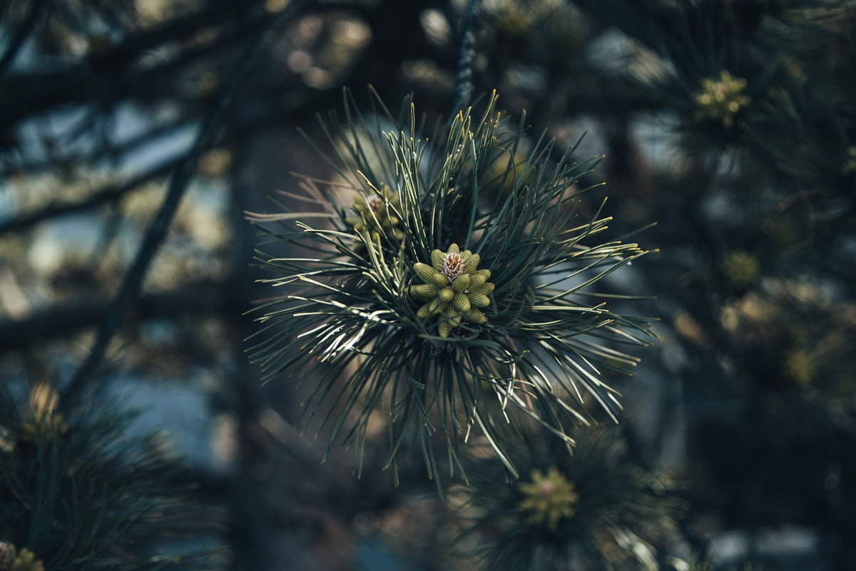 Pine Pollen Benefits