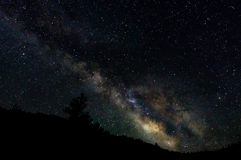 starry night over the trees