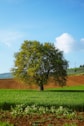 a lone tree in the middle of a field