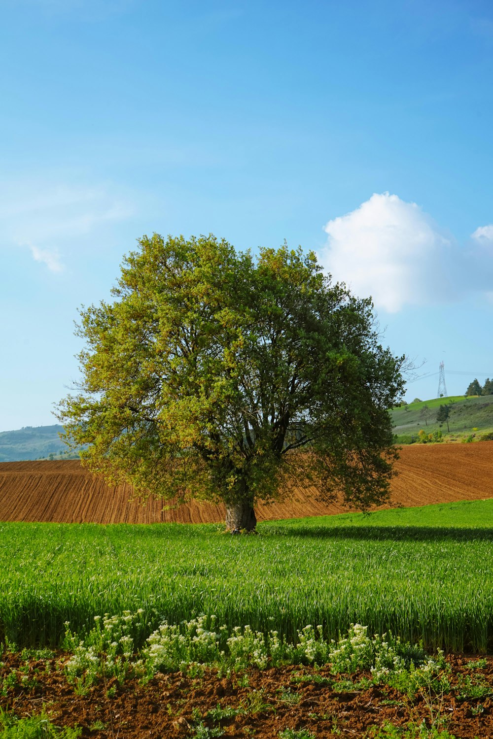 a lone tree in the middle of a field