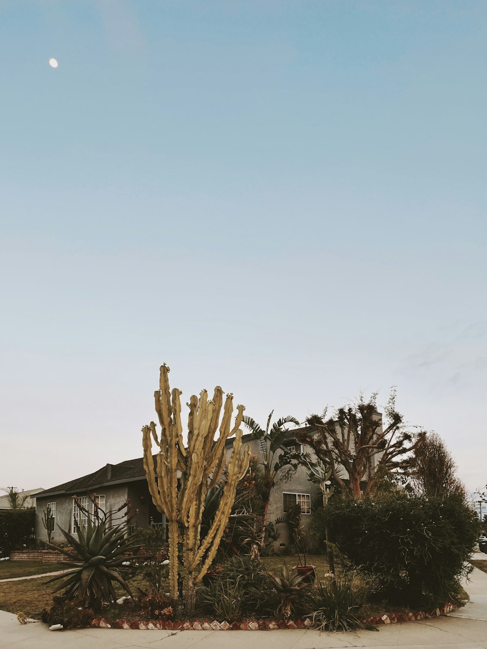 brown plant near green trees during daytime