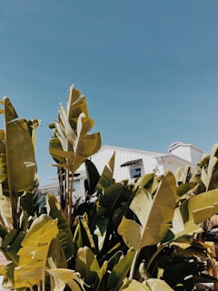 Close-up of hands signing a real estate contract with a tropical background.