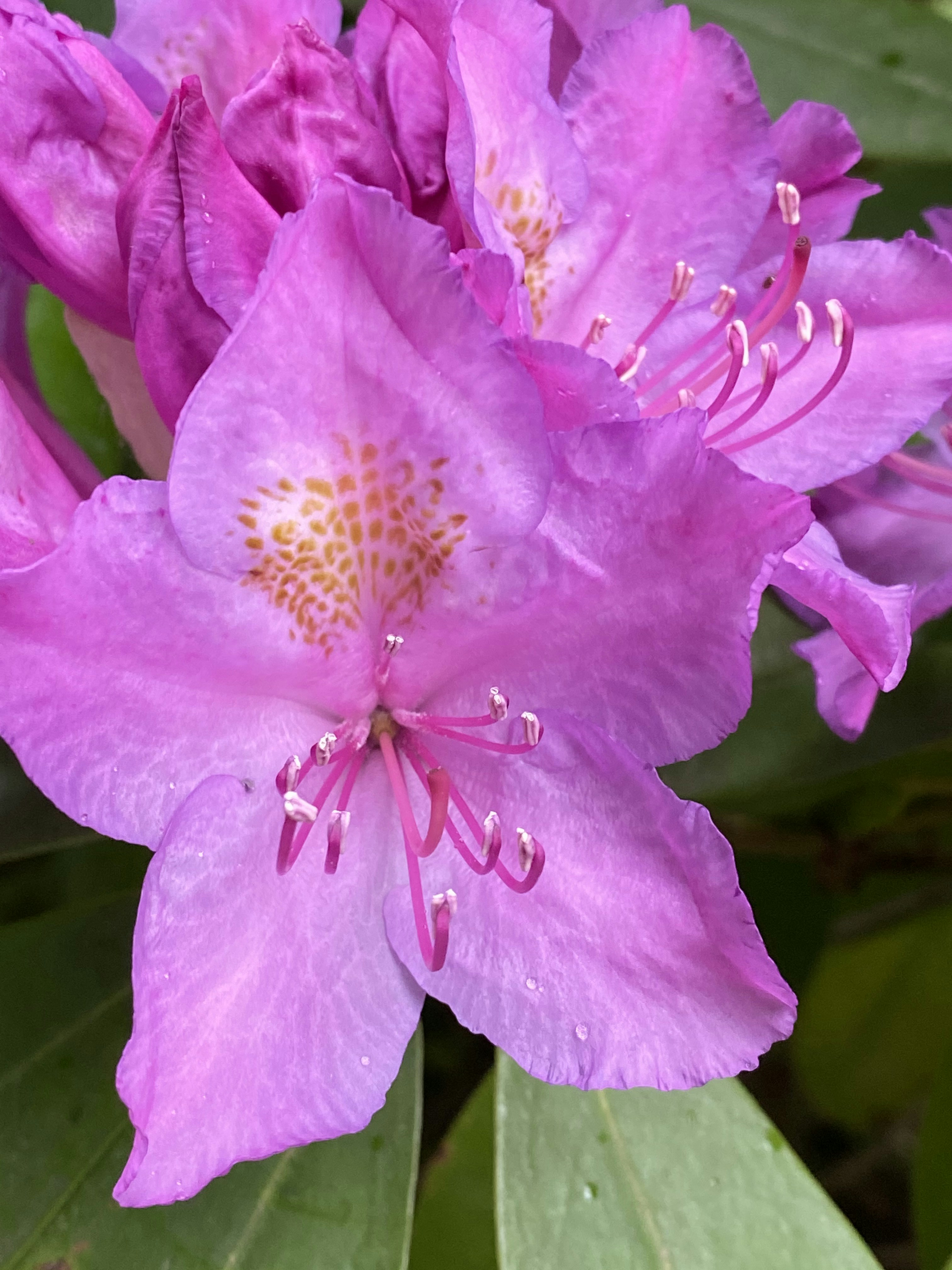 Photo by amlfountain