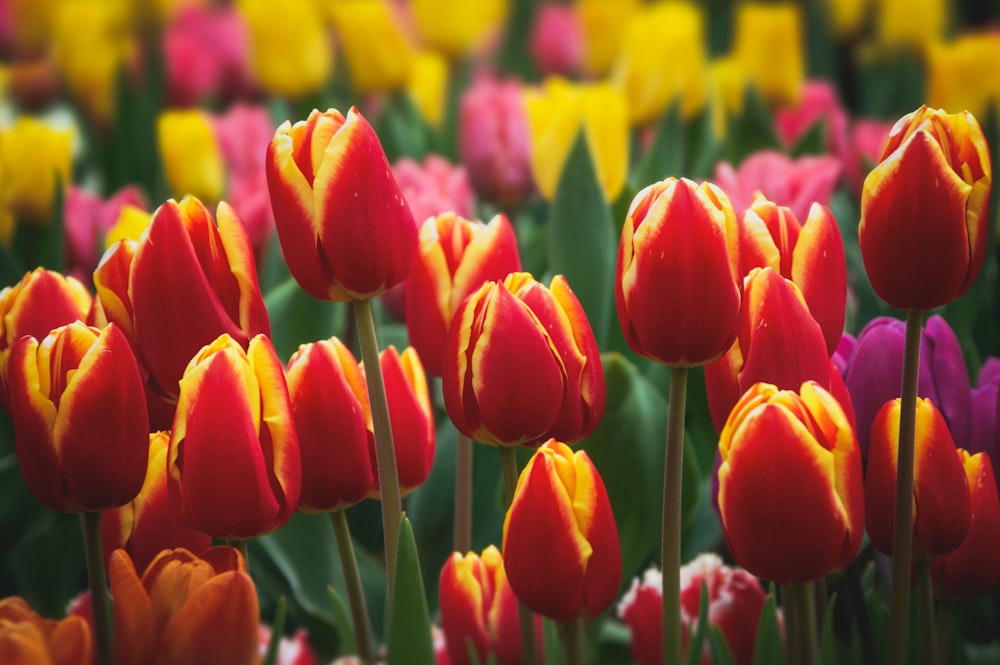 red tulips in bloom during daytime