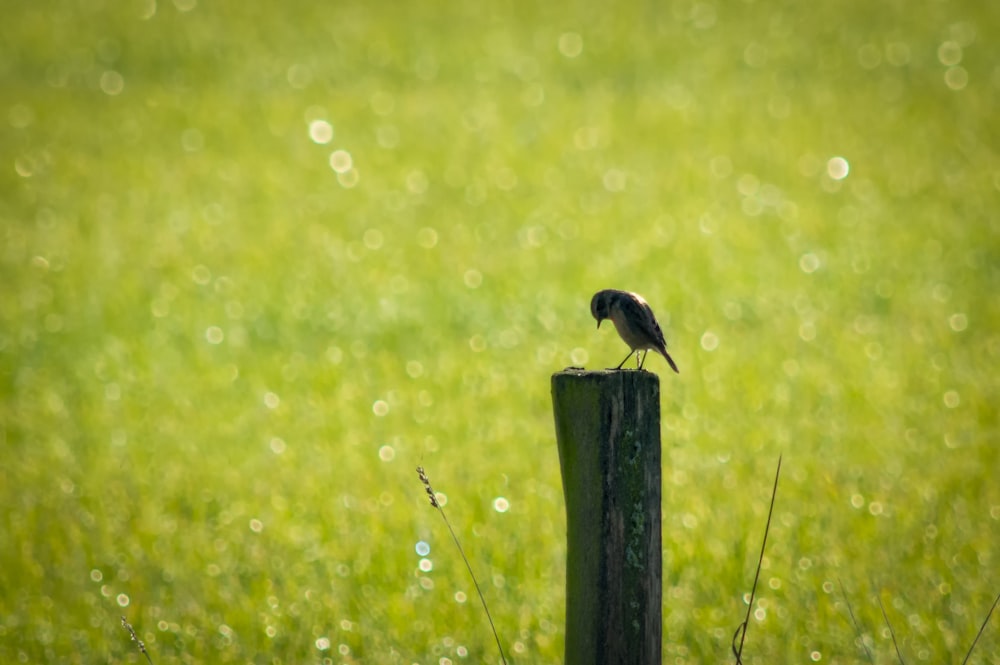 black bird on brown wooden post during daytime