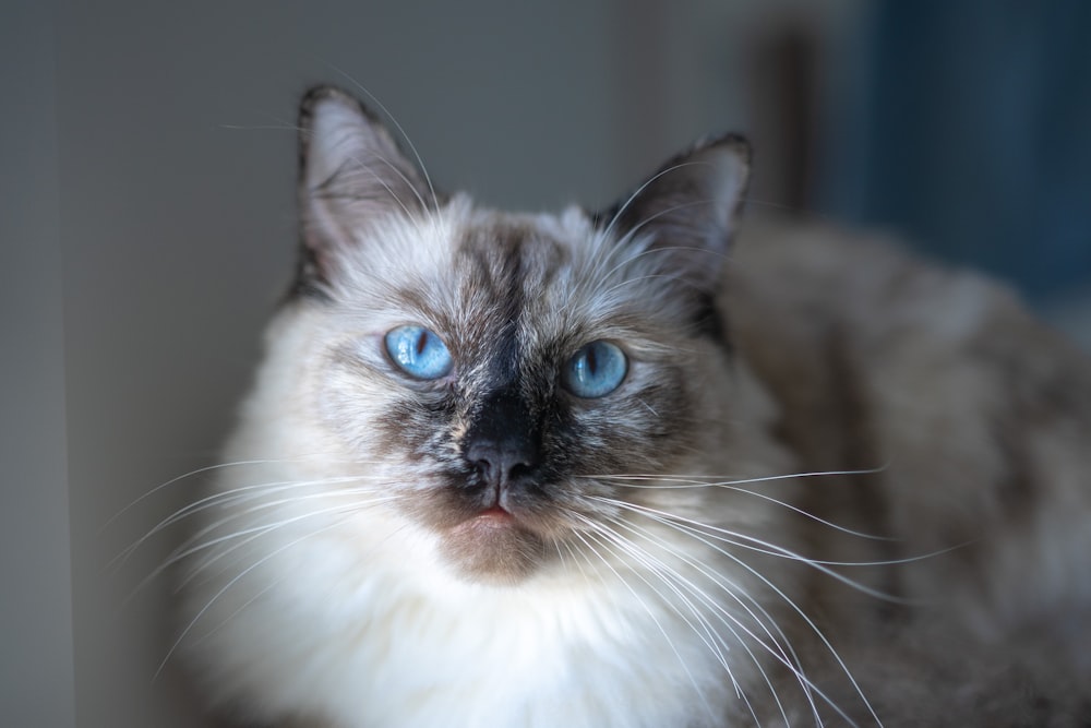 white and brown cat with blue eyes