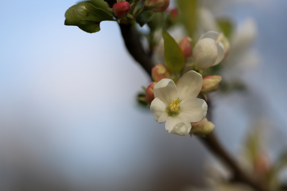 white cherry blossom in close up photography