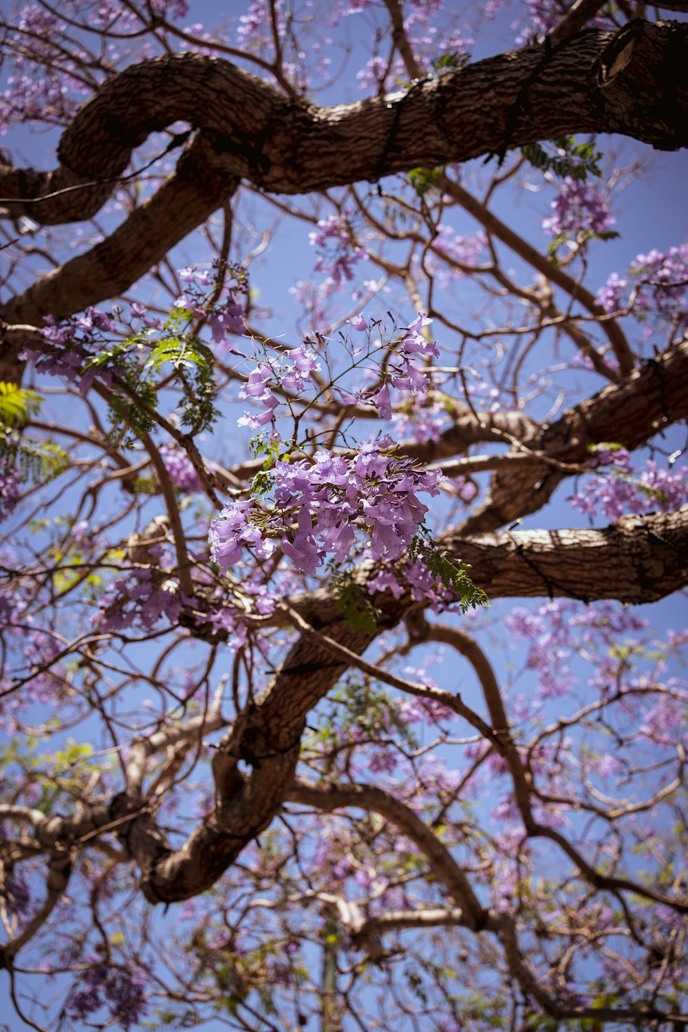 purple flowers on brown tree branch during daytime