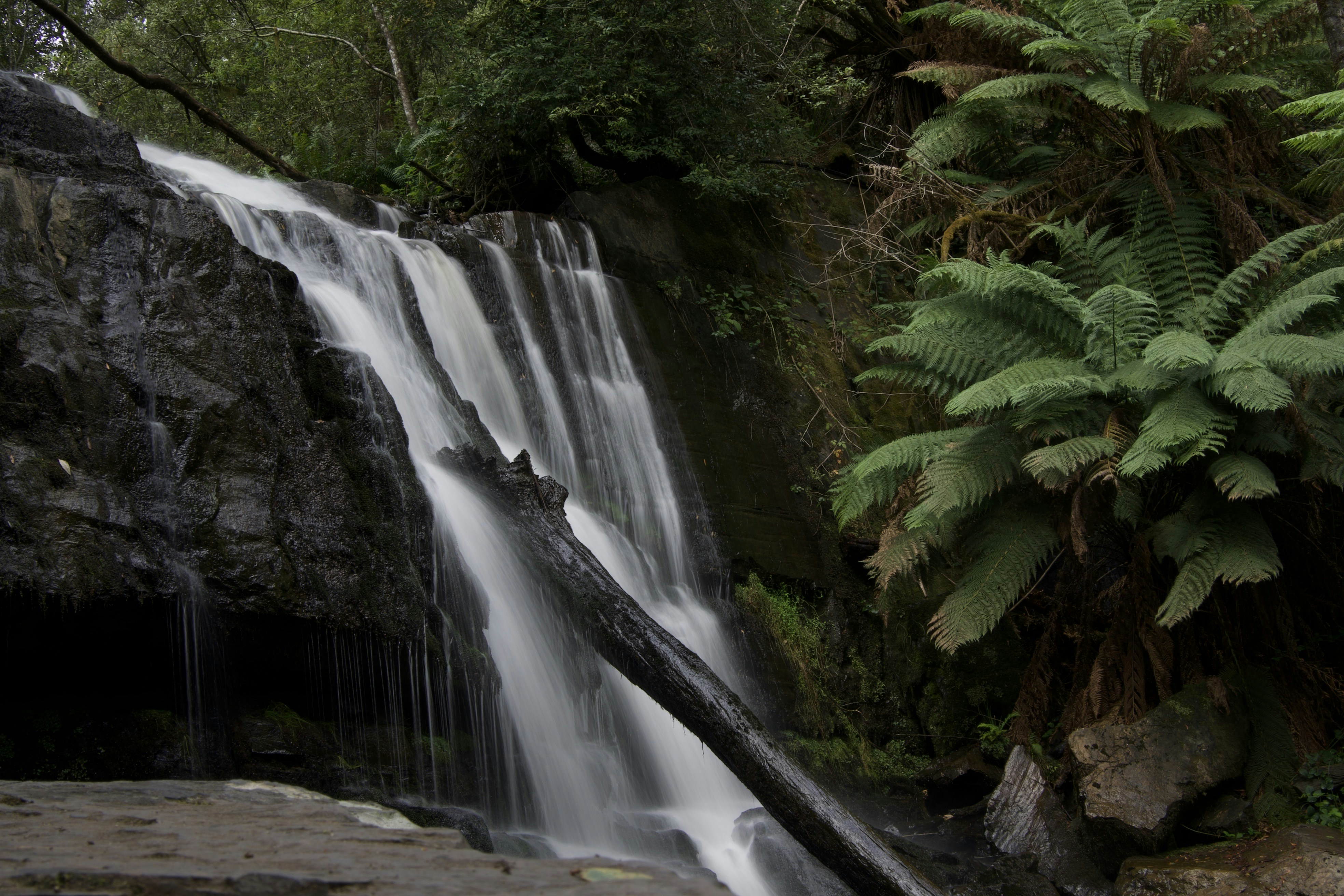 waterfalls near green leaf plant during daytime