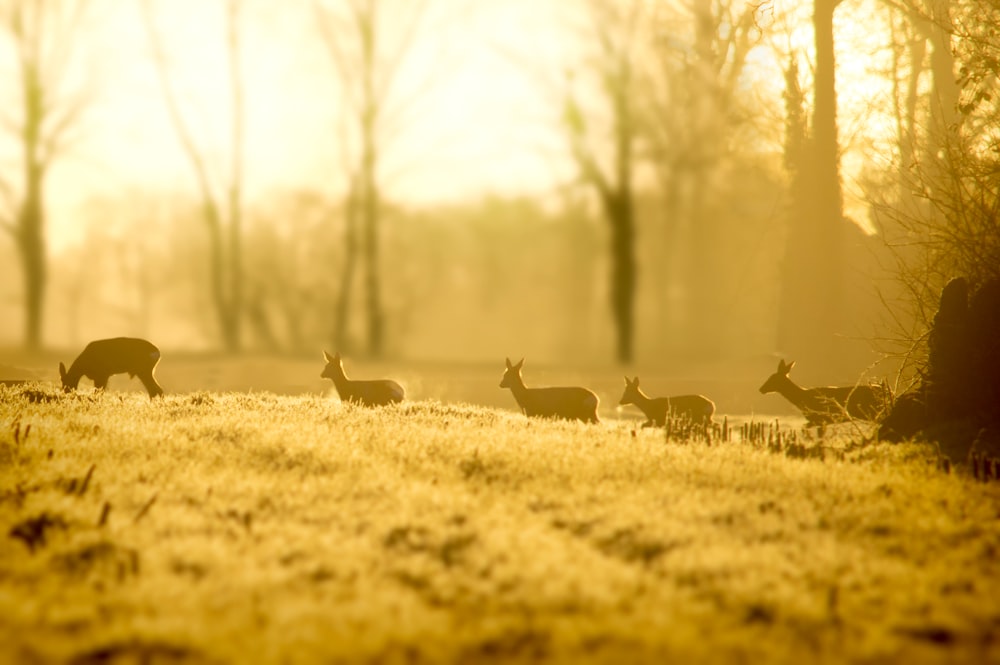 herd of deer on grass field during daytime