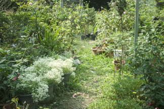 A serene garden pathway lined with lush green plants and elegant pots under soft sunlight.
