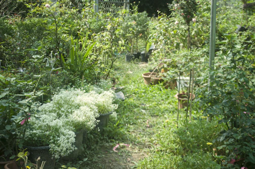 A serene garden pathway lined with lush green plants and elegant pots under soft sunlight.