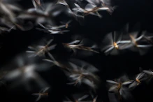 Enjambre de mosquitos volando en la oscuridad, imagen del cuento No estaba solo de IsraelMR.