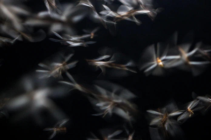 Enjambre de mosquitos volando en la oscuridad, imagen del cuento No estaba solo de IsraelMR.