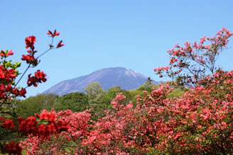 A vibrant photo of Andean mountains with native plants in the foreground under a clear blue sky.