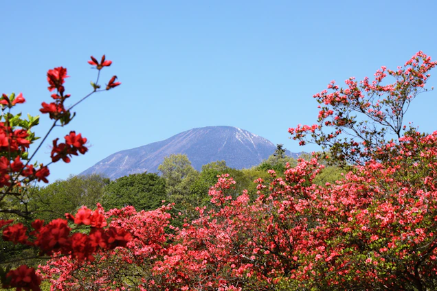 A vibrant photo of Andean mountains with native plants in the foreground under a clear blue sky.