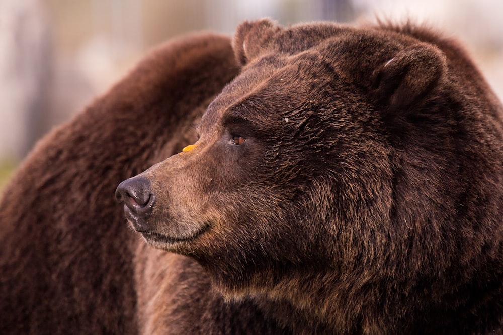 brown bear in close up photography