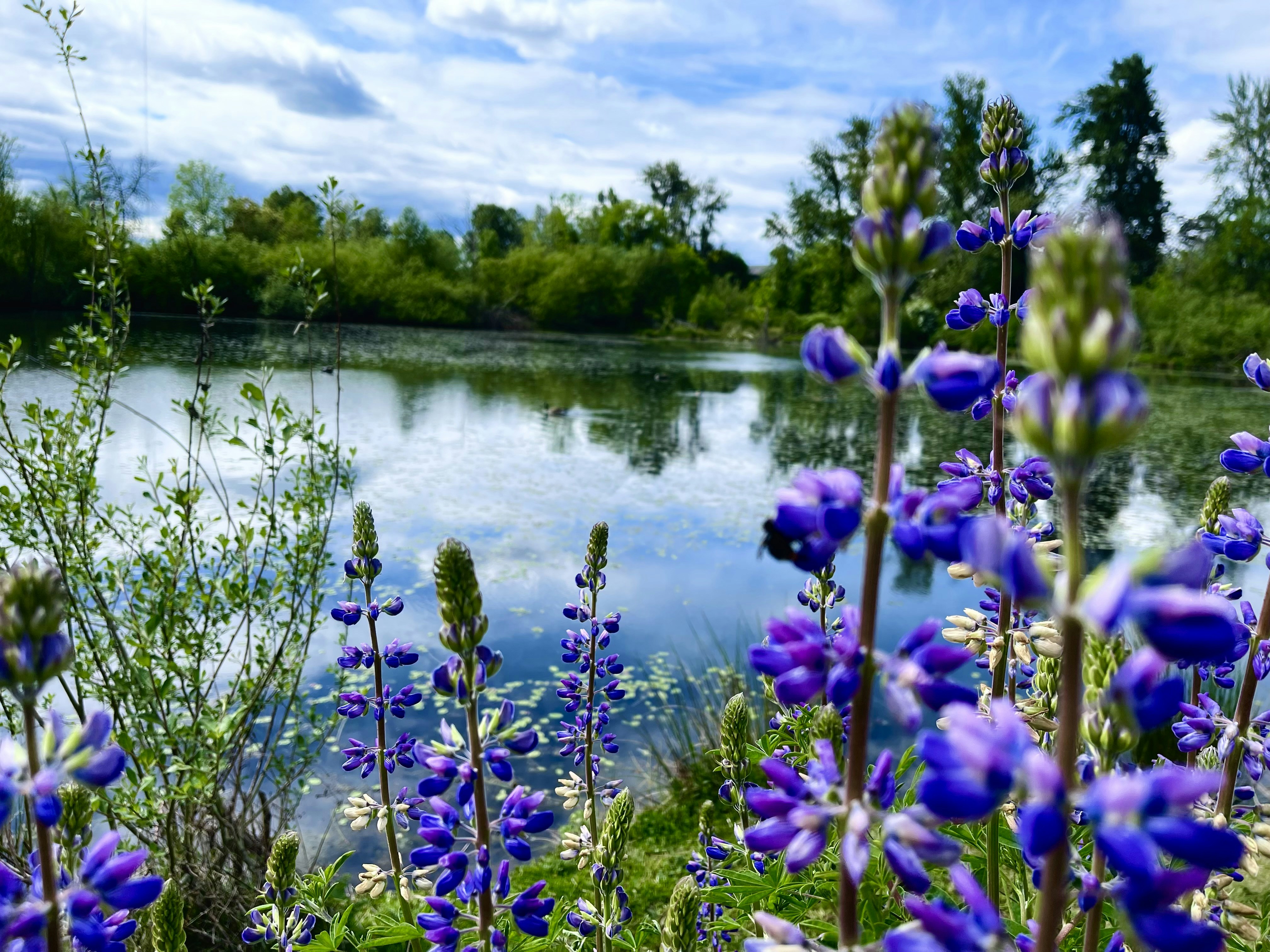 purple flowers on body of water during daytime