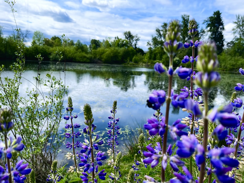 purple flowers on body of water during daytime