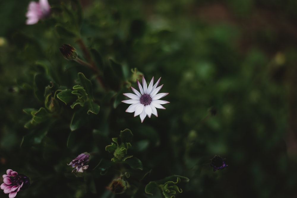 white and purple flower in tilt shift lens