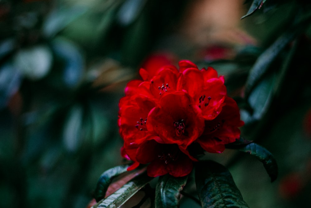 red flower in tilt shift lens